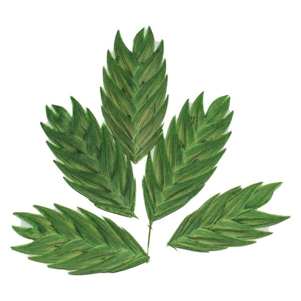 گل خشک گندمی
